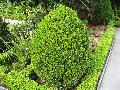 Wintergreen Boxwood